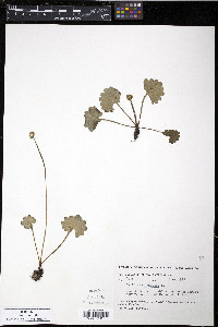 Saxifraga nelsoniana subsp. nelsoniana image