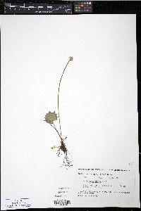 Saxifraga nelsoniana subsp. nelsoniana image