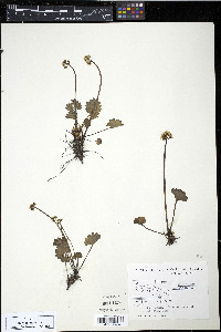Saxifraga nelsoniana subsp. nelsoniana image