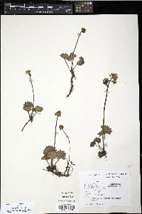 Saxifraga nelsoniana subsp. nelsoniana image