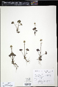 Saxifraga nelsoniana subsp. nelsoniana image