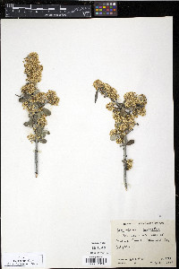 Ceanothus cuneatus image