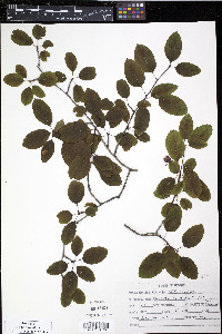 Ilex mucronata image