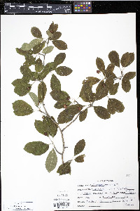 Ilex mucronata image