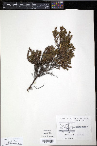 Empetrum nigrum image