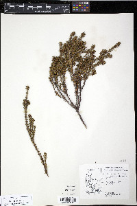 Empetrum rubrum image
