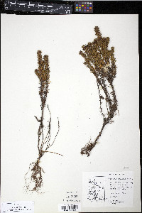 Empetrum rubrum image