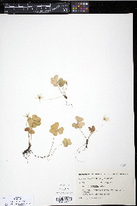 Oxalis montana image