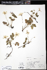 Oxalis oregana image