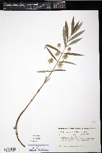 Lysimachia thyrsiflora image