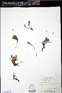 Media resource of Douglasia arctica