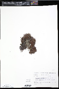 Douglasia ochotensis image