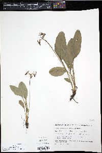 Dodecatheon frigidum image