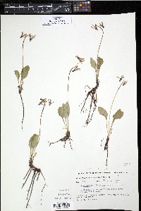 Dodecatheon frigidum image