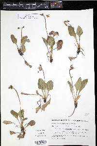 Dodecatheon frigidum image
