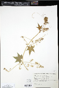 Echinocystis lobata image