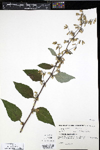 Nabalus altissimus image