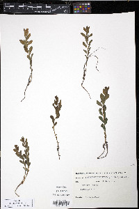 Geocaulon lividum image