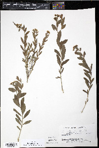 Comandra richardsiana image