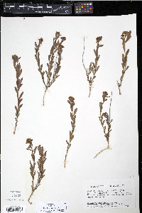 Comandra richardsiana image