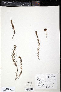Media resource of Nanodea muscosa
