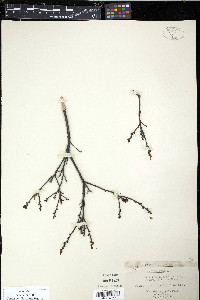 Myrica gale image