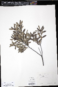 Myrica gale image
