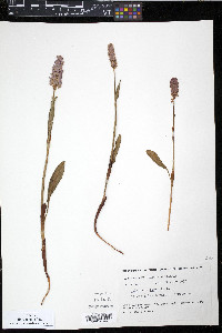Polygonum bistorta image
