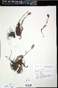 Polygonum bistorta image