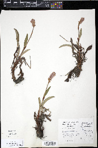 Polygonum bistorta image
