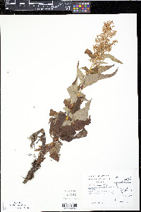 Polygonum alaskanum image