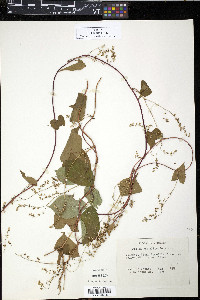 Fallopia cilinodis image