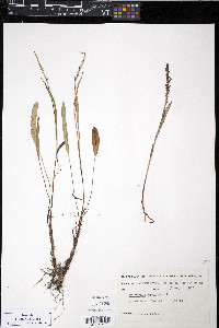 Bistorta vivipara image