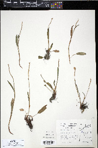 Bistorta vivipara image
