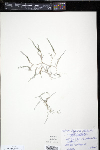 Zannichellia palustris image