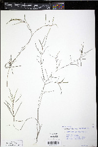 Zannichellia palustris image