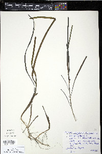 Zostera marina image