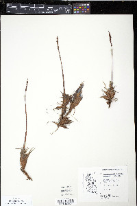 Media resource of Tetroncium magellanicum