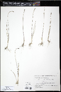 Triglochin palustris image