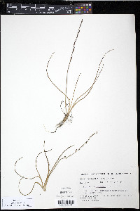 Triglochin palustris image