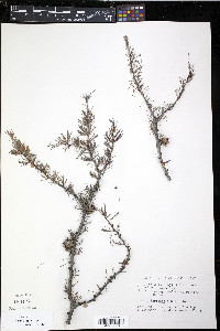 Larix laricina image