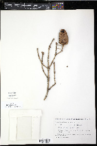 Picea glauca image