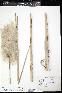 Typha angustifolia image