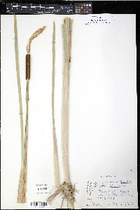 Typha angustifolia image