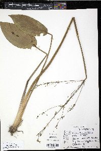 Alisma triviale image