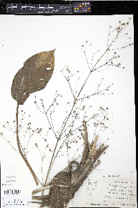 Alisma triviale image