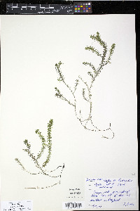 Elodea nuttallii image