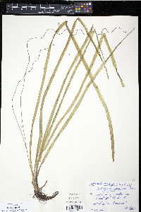 Vallisneria americana image