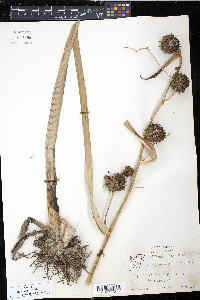 Sparganium eurycarpum image