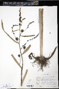 Sparganium eurycarpum image